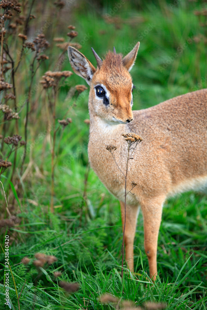 the smallest antelope dik-dik in green grass the smallest antelope dik-dik in green grass