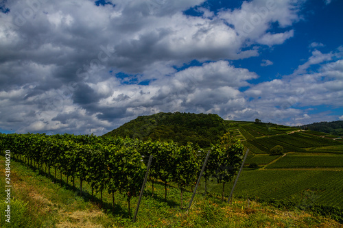 Weinberge Reben 