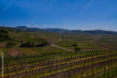 Wallpaper Mural Weinberge Reben  Torontodigital.ca