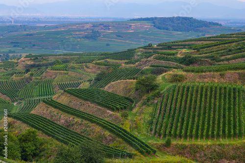 Weinberge Reben 