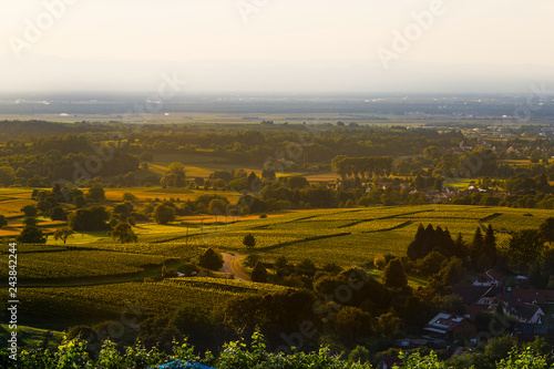 Weinberge Reben 