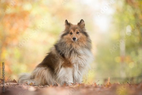 Shetland sheepdog or sheltie dog sitting on a forest path in a forest with autumn colors