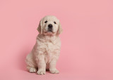 Cute golden retriever puppy looking at the camera sitting on a pink background