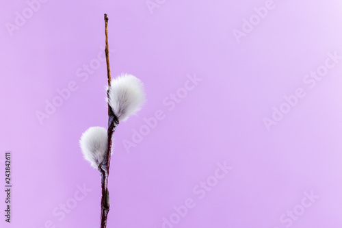 spring willow pussy flower on violet purple background. copy space. for decor and design