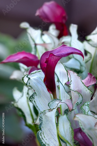 фотографія Calla lily - Zantedeschia Frozen Queen. Close up