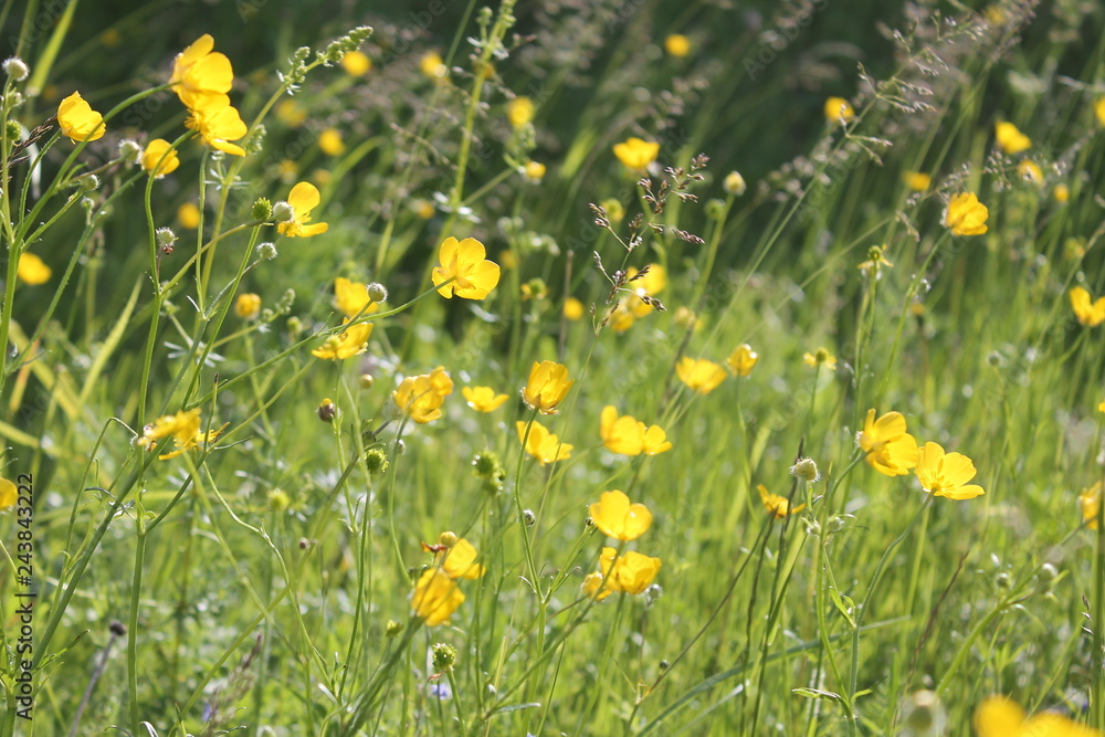 Obraz premium yellow field