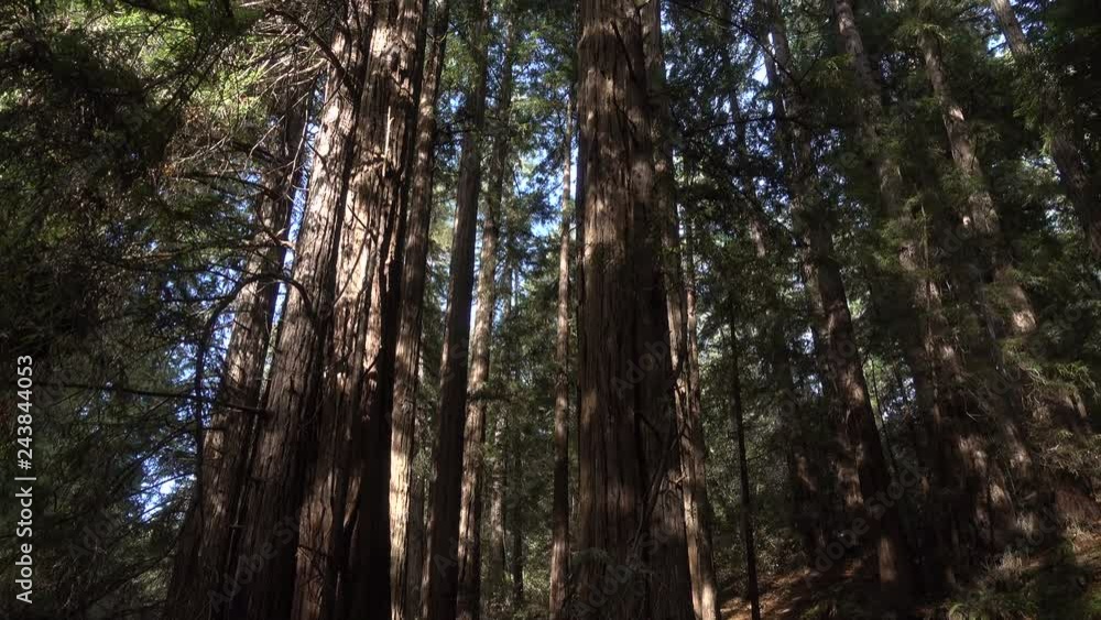 Muir Woods near San Francisco, California, tilt up Muir Woods near San Francisco, California, tilt up