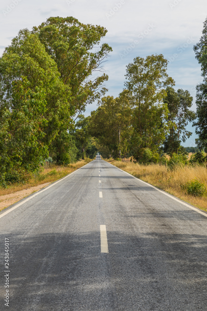 Fototapeta premium Straight road with strong shadows created by plants