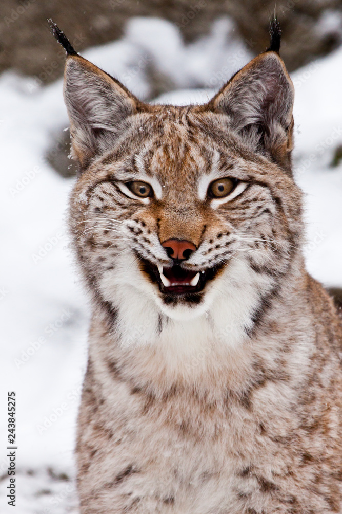 Sound Effects Library - Animal, Bobcat - Growl With Snarls And