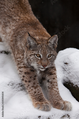 Slender forest cat lynx gracefully stretches, preparing to jump