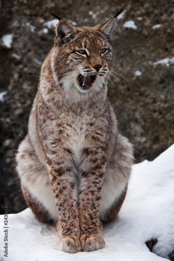 Closeup photo - face, front paws, on snow background Closeup photo - face, front paws, on snow background