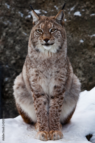 A beautiful and proud wild forest wildcat Lynx sits upright and looks with clear eyes © Mikhail Semenov
