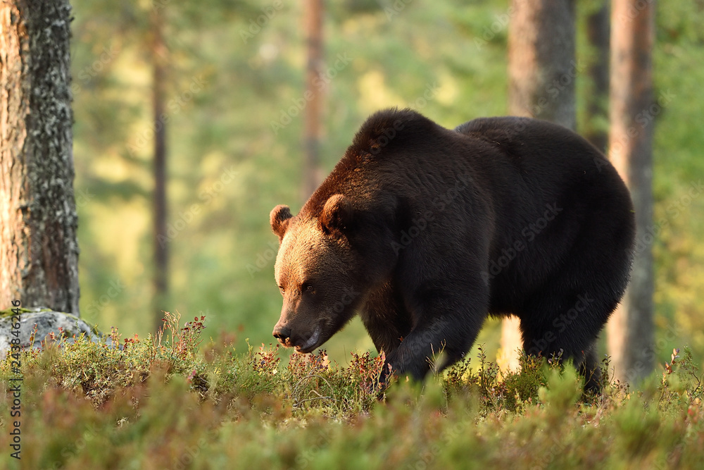 brown bear in forest scenery at sunset