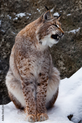 Fotografie Lynx opens its mouth growling