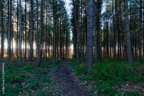 Bright winter sun filters through regimented rows of fir trees photo