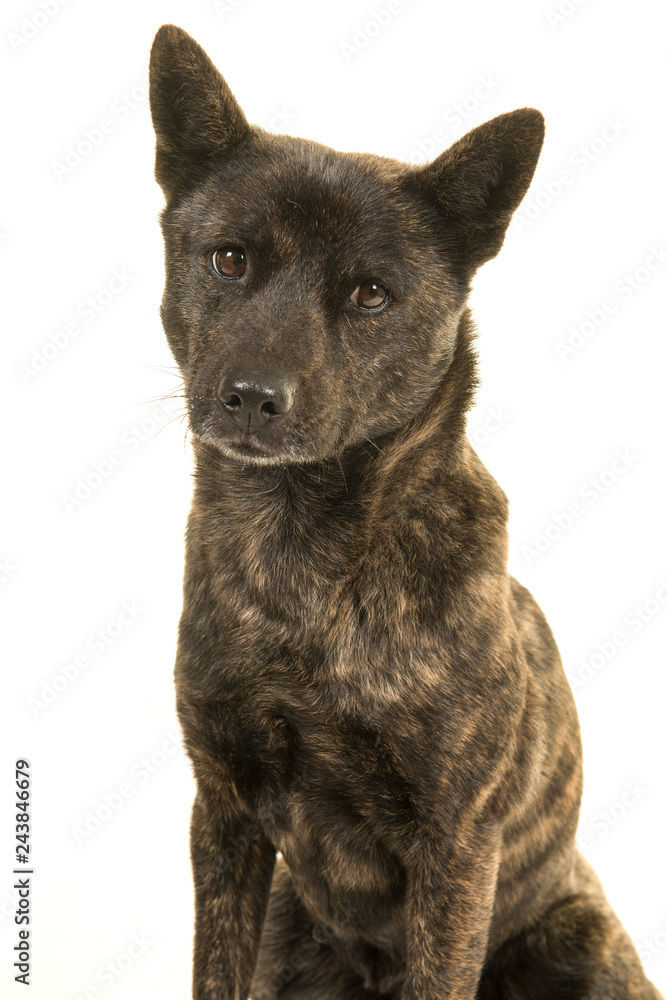 Portrait of a Female Kai Ken dog the national japanese breed looking at the camera isolated on a white background