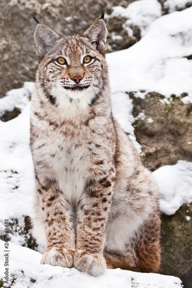 Naklejka premium A beautiful and proud wild forest wildcat Lynx sits upright and looks with clear eyes
