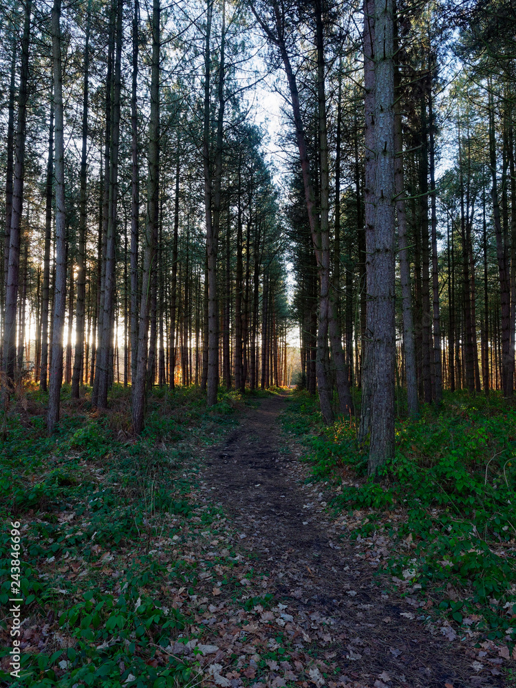 Obraz premium Rows of tall fir trees stand either side of a woodland path in the winter sun.