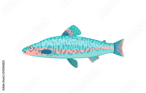 Jack Dempsey Fish Closeup Vector Illustration