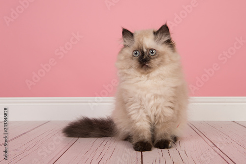 Fototapeta Naklejka Na Ścianę i Meble -  Seal point persian longhair kitten sitting in a pink living room looking away