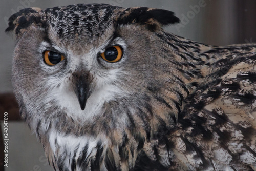 Muzzle of an eagle owl close-up, directed straight (full face)