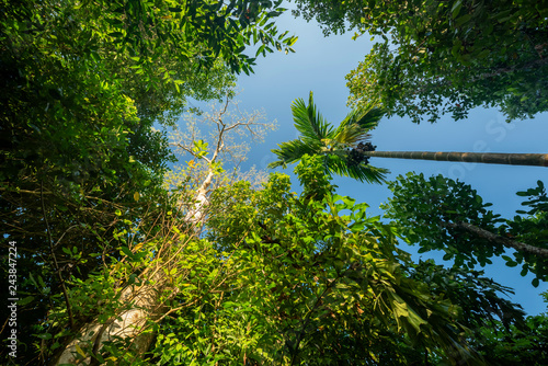 Beautiful greenery tropical trees low angle view with blues sky