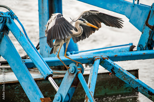 Grey Heron Bird Flapping Wings