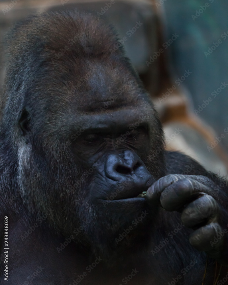 face of a brutal male gorilla close-up face of a brutal male gorilla close-up