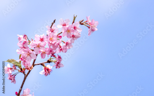 Beautiful cherry blossoms sakura tree bloom in spring over the blue sky, copy space, close up.