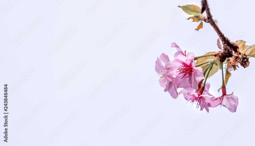 Fototapeta premium Beautiful cherry blossoms sakura tree bloom in spring over the blue sky, copy space, close up.