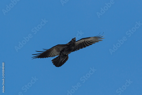 front view flying northern raven (corvus corax), blue sky, spread wings