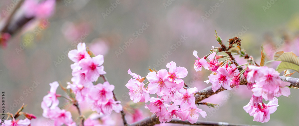 Beautiful cherry blossoms sakura tree bloom in spring over the blue sky, copy space, close up. Beautiful cherry blossoms sakura tree bloom in spring over the blue sky, copy space, close up.