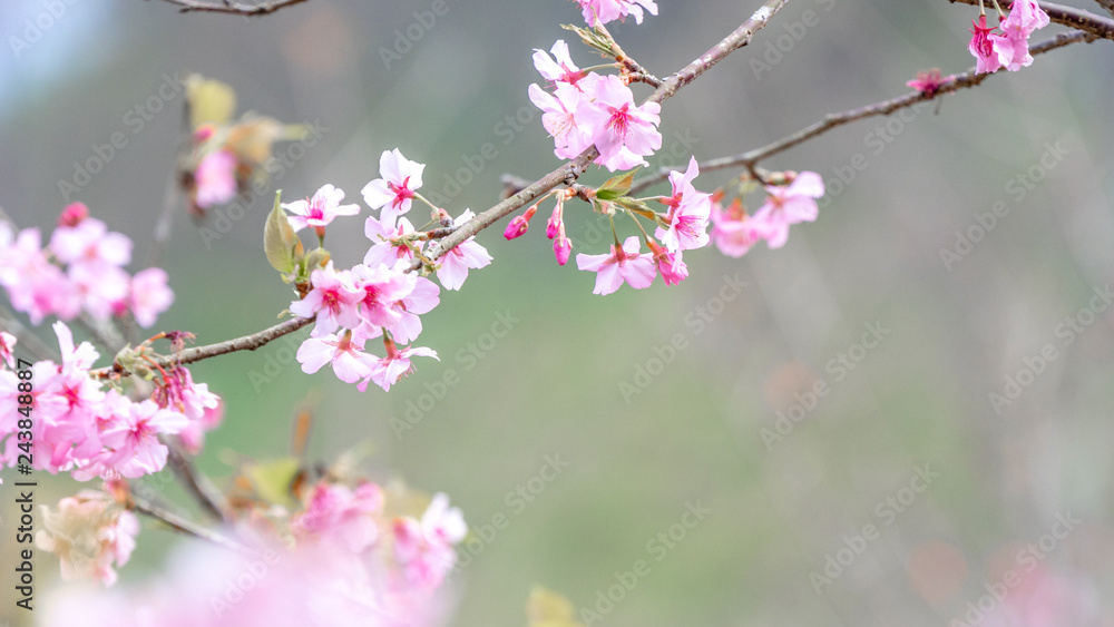 Beautiful cherry blossoms sakura tree bloom in spring over the blue sky, copy space, close up. Beautiful cherry blossoms sakura tree bloom in spring over the blue sky, copy space, close up.