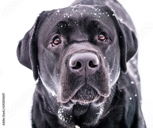 Close up of Black Labrador dog portrait.