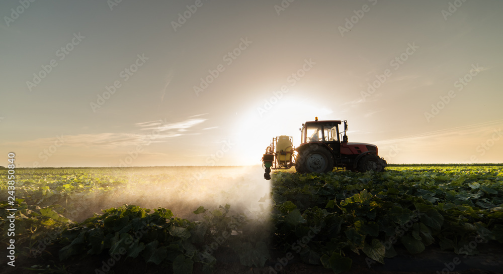 Fototapeta premium Farmer on a tractor with a sprayer makes fertilizer for young vegetable