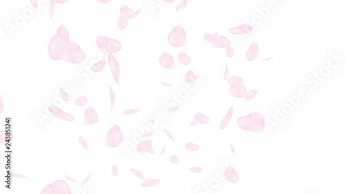 Falling and swirling pink rose petals or cherry tree blossoms. Close up spring slow motion HD animation over white. Japanese Asian design. Love concept. Valentines day, wedding background.