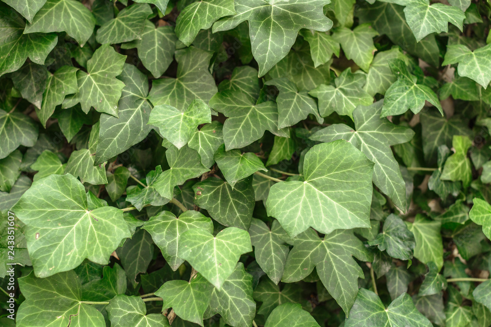 A wall of common ivy. Usuable as a background or texture. Also known as european ivy A wall of common ivy. Usuable as a background or texture. Also known as european ivy