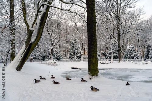 Park Planty zasypany śniegiem, Białystok, Polska
