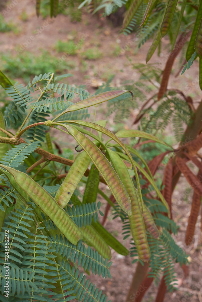 Leucaena leucocephala Leucaena leucocephala