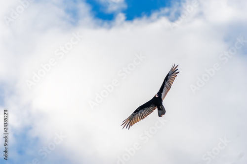 buitre en vuelo