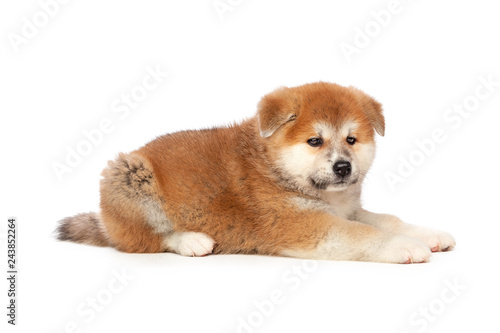 Akita Inu puppy dog on white background