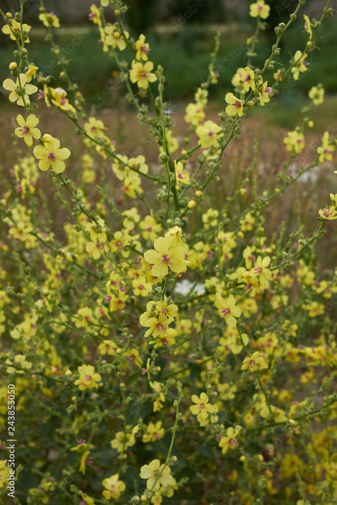 Verbascum sinuatum Verbascum sinuatum