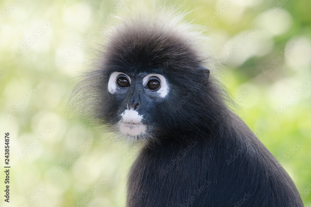 Portrait of a Dusky leaf monkey in a tree Portrait of a Dusky leaf monkey in a tree