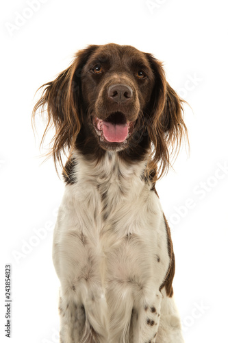 Fototapeta Naklejka Na Ścianę i Meble -  Portrait of a kleiner munsterlander or heidewachtel with mouth open isolated on a white background