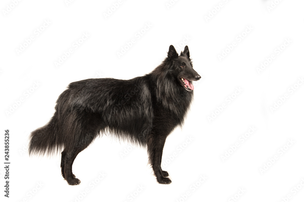 Pretty long haired black belgian shepherd dog called groenendaeler seen from the side standing isolated on a white background Pretty long haired black belgian shepherd dog called groenendaeler seen from the side standing isolated on a white background