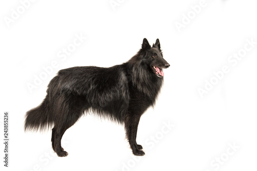 Foto Pretty long haired black belgian shepherd dog called groenendaeler seen from the
