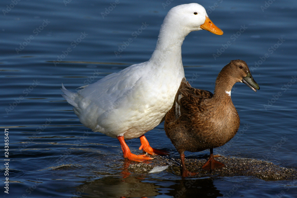 Brown and white ducks