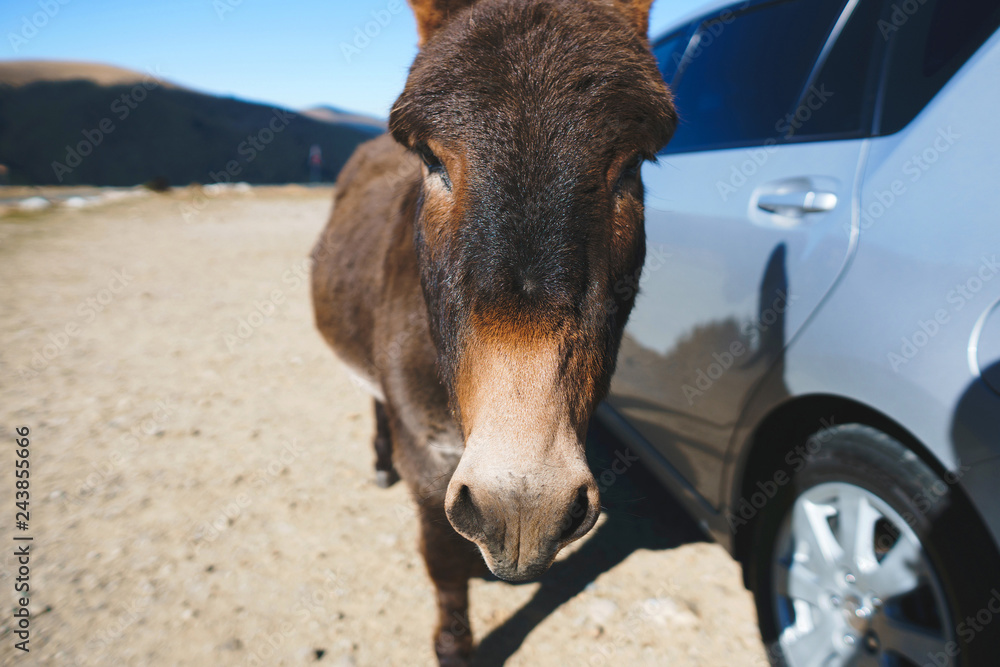 Fototapeta premium closeup of donkey neb