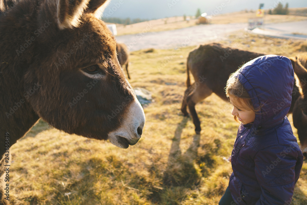 Fototapeta premium girl and donkey looking at each other