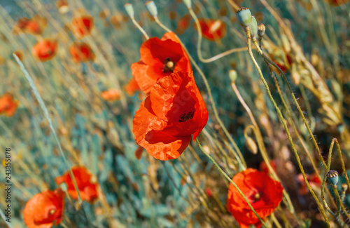 Fototapeta Naklejka Na Ścianę i Meble -  Red Poppy Flowers